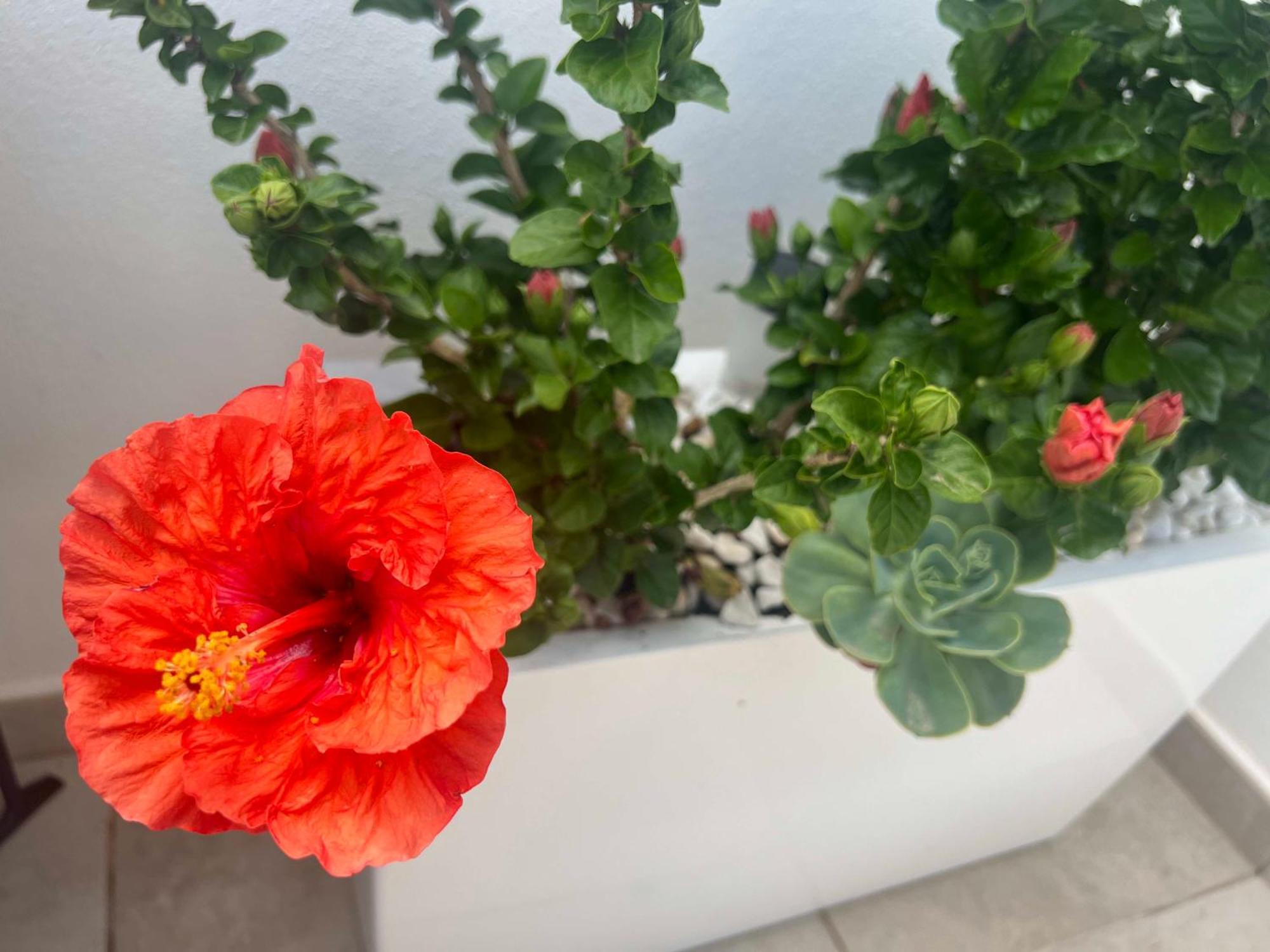 Apartment Rincon Idilia